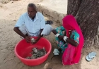 Rajasthan Farmer Loses Rs 5 Lakh After Termites Destroy Cash Buried in Farm