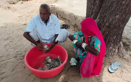 Rajasthan Farmer Loses Rs 5 Lakh After Termites Destroy Cash Buried in Farm